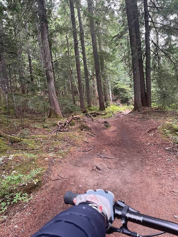 A mountain-bike trail dividing into two paths in a wooded forest.